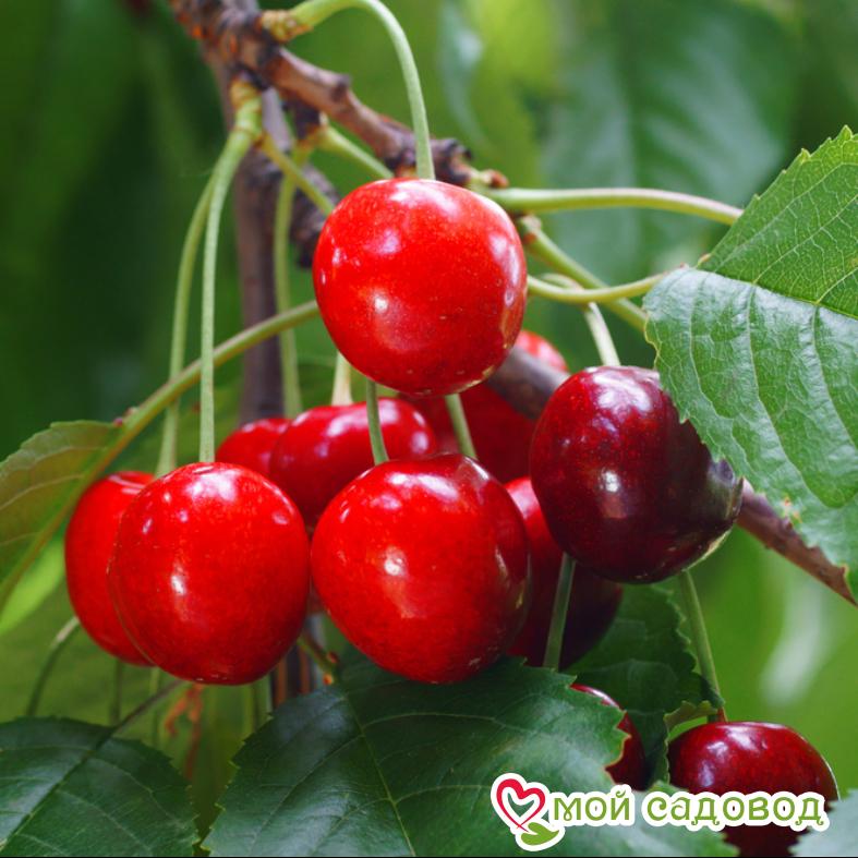 Вишня Пламенная