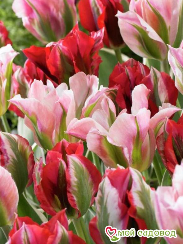 Тюльпан зеленоцветный Эсперанто