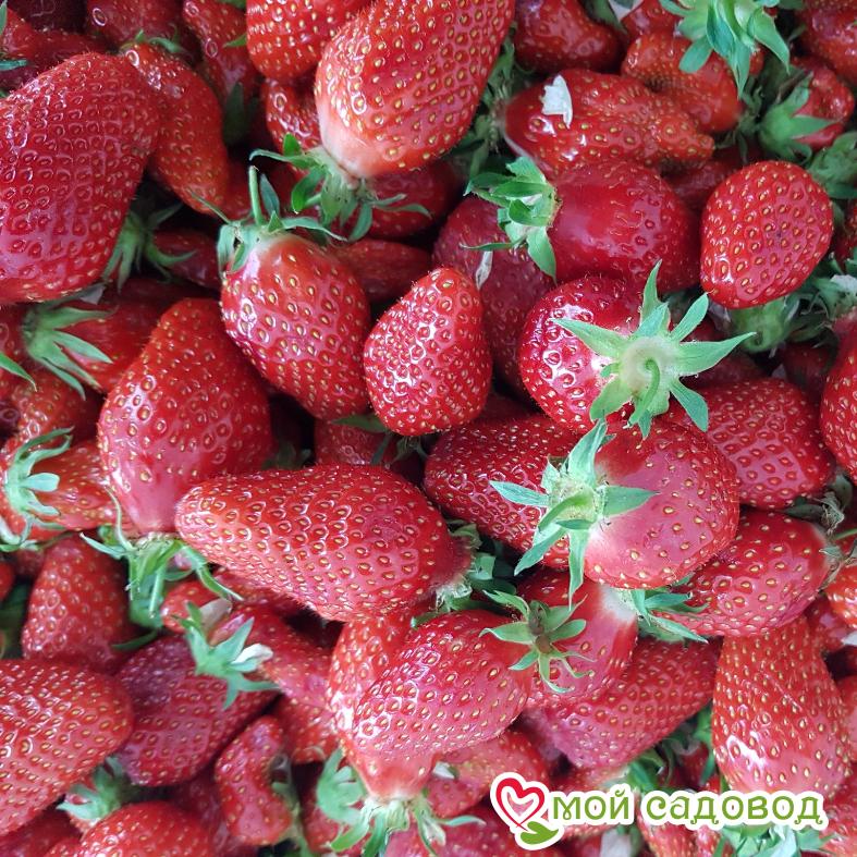 Клубника (крупноплодная) Гаригуэтта