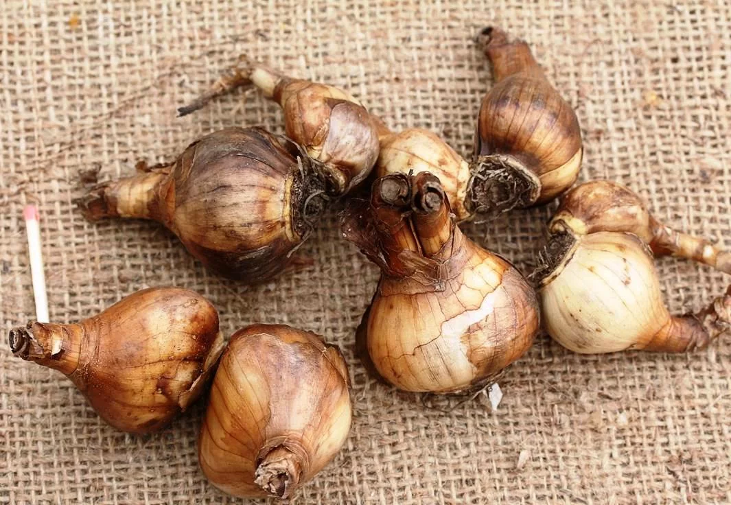 Нарцисс Дивер